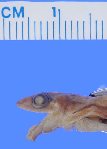 Media type: image; Herpetology A-4897